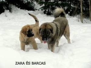 Barcas, Zara IMG 2364