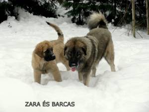 Barcas, Zara IMG 2364