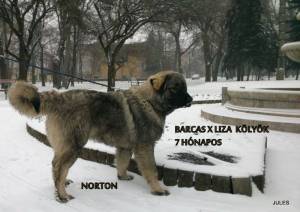 Norton 8 Hójnapos